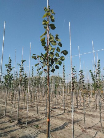 Tilia platyphyllos 8-10 Hoogstam wortelgoed - afbeelding 2