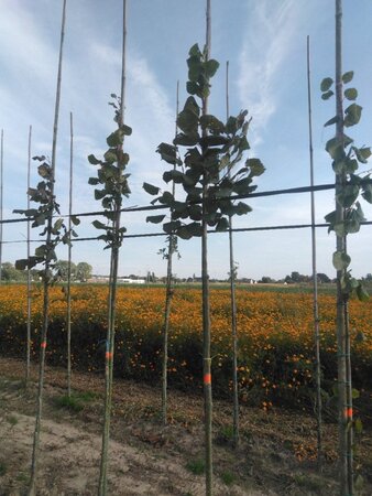 Tilia platyphyllos 8-10 Hoogstam wortelgoed - afbeelding 1