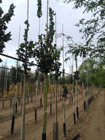 Ulmus 'Columella' 12-14 Hoogstam wortelgoed 2 X verplant - afbeelding 2