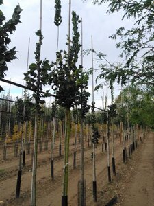 Ulmus 'Columella' 12-14 Hoogstam wortelgoed 2 X verplant - afbeelding 2