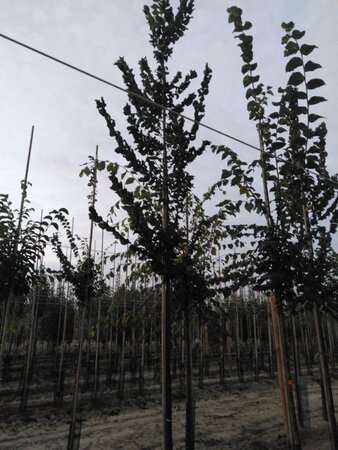 Ulmus 'Columella' 12-14 Hoogstam wortelgoed 2 X verplant - afbeelding 1