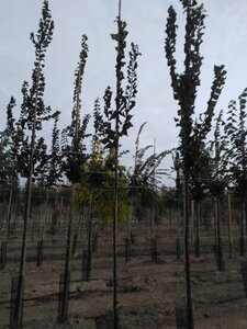 Ulmus 'Columella' 6-8 Hoogstam wortelgoed