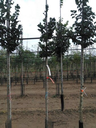 Ulmus 'Columella' 6-8 Hoogstam wortelgoed - afbeelding 2