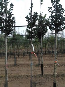 Ulmus 'Columella' 6-8 Hoogstam wortelgoed - afbeelding 2