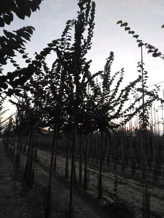 Ulmus 'Columella' 8-10 Hoogstam wortelgoed - afbeelding 1