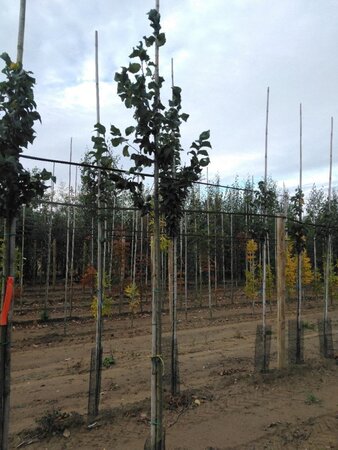 Ulmus 'Columella' 8-10 STA4 BR - image 2