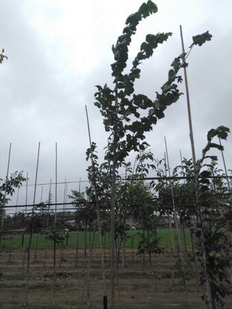 Ulmus glabra 10-12 Hoogstam wortelgoed - afbeelding 4