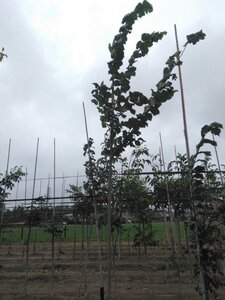 Ulmus glabra 10-12 Hoogstam wortelgoed - afbeelding 4