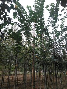 Ulmus glabra 10-12 Hoogstam wortelgoed - afbeelding 2