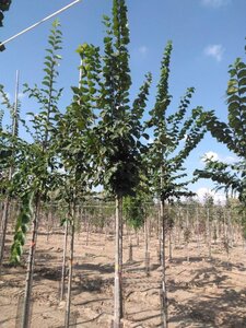 Ulmus glabra 10-12 STA BR - image 3