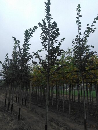 Ulmus glabra 12-14 Hoogstam draadkluit 2 X verplant - afbeelding 3