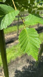 Ulmus glabra 12-14 Hoogstam draadkluit 2 X verplant