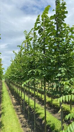 Ulmus glabra 12-14 Hoogstam draadkluit 2 X verplant - afbeelding 2
