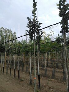 Ulmus glabra 6-8 STA BR - image 3