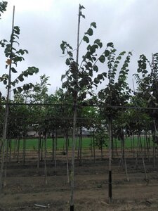 Ulmus glabra 8-10 Hoogstam wortelgoed - afbeelding 4