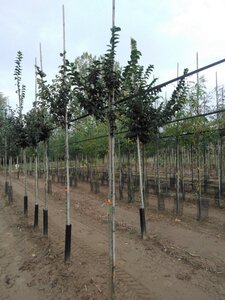 Ulmus glabra 8-10 Hoogstam wortelgoed - afbeelding 3