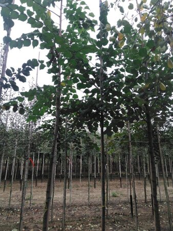 Ulmus glabra 8-10 STA4 BR - image 1