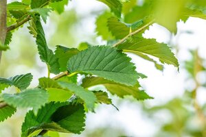 Ulmus 'Nanguen' = ' Lutece' 16-18 STA WRB 3 X V - image 3