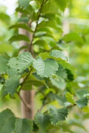 Ulmus 'Nanguen' = ' Lutece' 16-18 STA WRB 3 X V - image 4