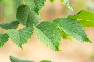 Ulmus 'Nanguen' = ' Lutece' 6-8 Hoogstam wortelgoed