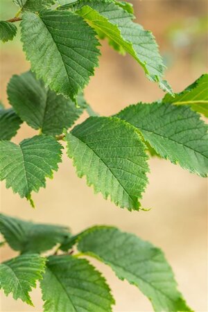 Ulmus 'Nanguen' = ' Lutece' 6-8 Hoogstam wortelgoed - afbeelding 3