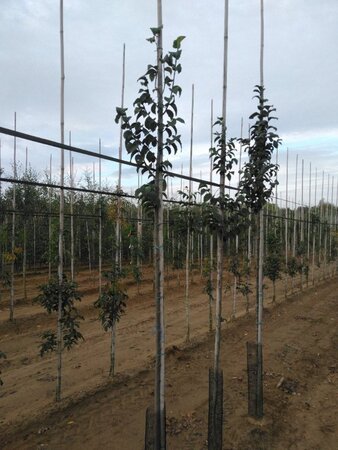 Ulmus 'Nanguen' = ' Lutece' 6-8 Hoogstam wortelgoed - afbeelding 4