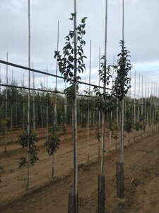 Ulmus 'Nanguen' = ' Lutece' 6-8 Hoogstam wortelgoed - afbeelding 4