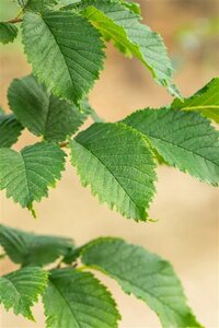 Ulmus 'Nanguen' = ' Lutece' 6-8 STA BR - image 3