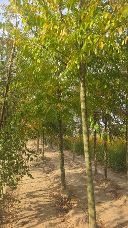 Ulmus 'Sapporo Autumn Gold' 25-30 Hoogstam draadkluit 3 X verplant - afbeelding 6