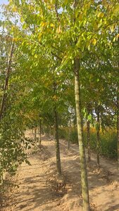 Ulmus 'Sapporo Autumn Gold' 25-30 Hoogstam draadkluit 3 X verplant - afbeelding 6