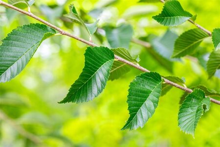 Ulmus 'Sapporo Autumn Gold' 35-40 Hoogstam draadkluit 4 X verplant - afbeelding 2