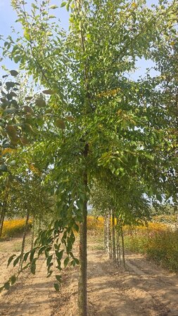 Ulmus 'Sapporo Autumn Gold' 35-40 Hoogstam draadkluit 4 X verplant - afbeelding 6