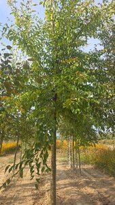 Ulmus 'Sapporo Autumn Gold' 35-40 Hoogstam draadkluit 4 X verplant - afbeelding 6
