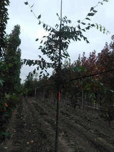 Zelkova serrata 10-12 Hoogstam wortelgoed