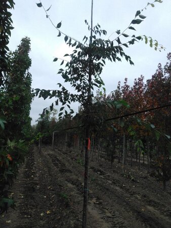 Zelkova serrata 10-12 STA BR