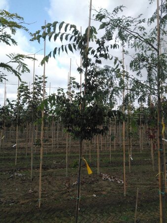 Zelkova serrata 6-8 Hoogstam wortelgoed - afbeelding 2