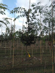 Zelkova serrata 6-8 Hoogstam wortelgoed - afbeelding 2