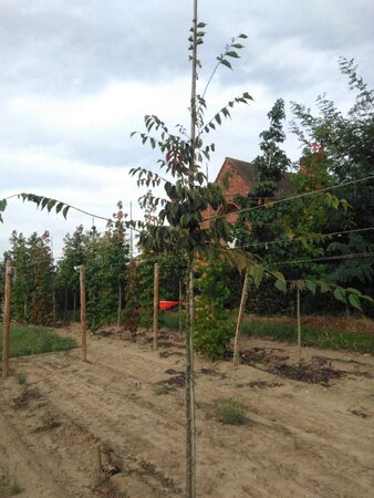 Zelkova serrata 6-8 Hoogstam wortelgoed - afbeelding 1