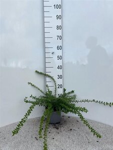 Lonicera nit. 'Maigrün' 40-60 cm cont. 2,0L - afbeelding 4