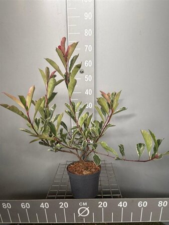 Photinia fraseri Pink Marble 30-40 cm cont. 3,0L