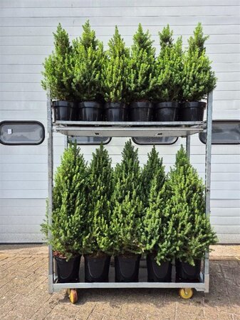 Picea gl. 'Conica' 60-70 cm cont. 5,0L - afbeelding 3