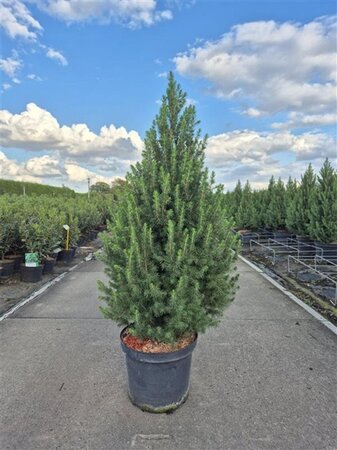 Picea gl. 'Conica' 60-70 cm cont. 5,0L - afbeelding 4