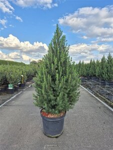 Picea gl. 'Conica' 60-70 cm cont. 5,0L - afbeelding 4