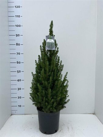 Picea gl. 'Conica' 60-70 cm cont. 5,0L - afbeelding 5