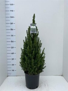 Picea gl. 'Conica' 60-70 cm cont. 5,0L - afbeelding 5