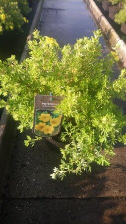 Potentilla f. 'Kobold' 25-30 cm cont. 3,0L - afbeelding 1