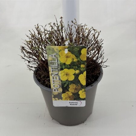 Potentilla f. 'Kobold' 25-30 cm cont. 3,0L - afbeelding 5