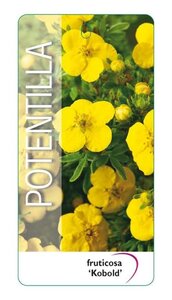 Potentilla f. 'Kobold' 25-30 cm cont. 3,0L - afbeelding 3