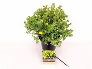 Potentilla f. 'Kobold' 25-30 cm cont. 3,0L - afbeelding 2