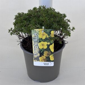 Potentilla f. 'Kobold' 25-30 cm cont. 3,0L - afbeelding 3